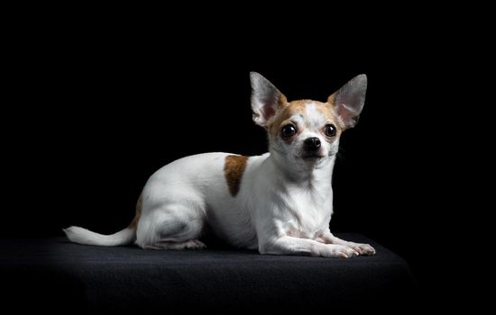 Brown and white chihuahua lying down looking at camera isolated in black background