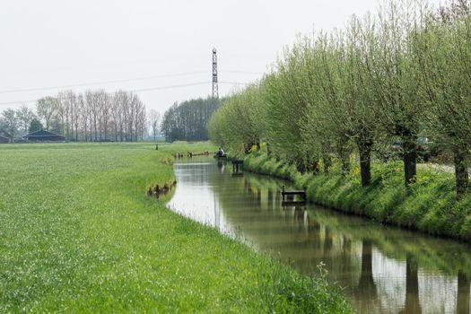 Row of Pollard Willows, grassland, meadow and stream with fisher In The Netherlands, Holland