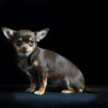 Cute little multicolored chihuahua sitting in black background