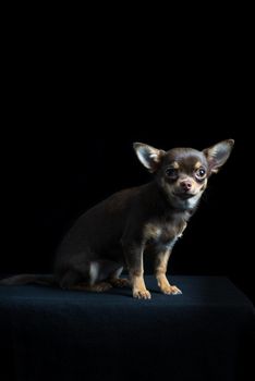 Cute little multi-colored chihuahua sitting in black background