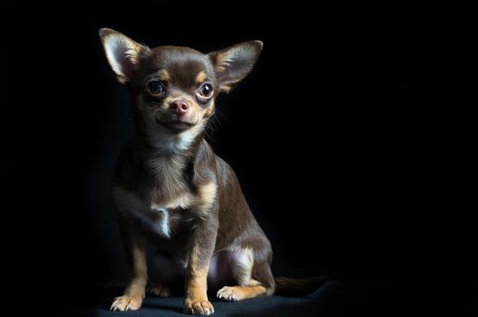 Cute little multi-colored chihuahua sitting in black background