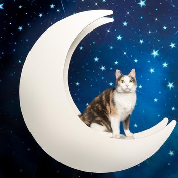 Sweet multicolored domestic cat sitting in the moon with starry blue background