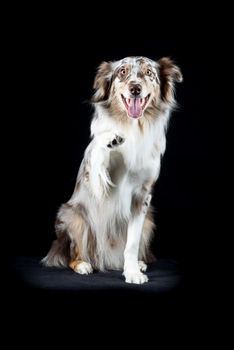 Australian Shepherd dog sitting isolated in black background giving paw