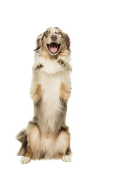 Australian Shepherd dog sitting isolated in white background giving paw