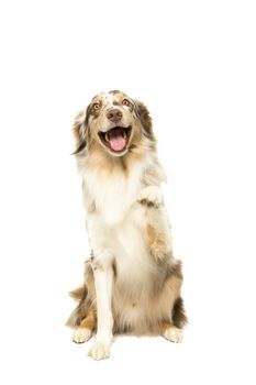 Australian Shepherd dog sitting isolated in white background giving paw