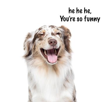 Australian Shepherd dog sitting isolated in white background laughing