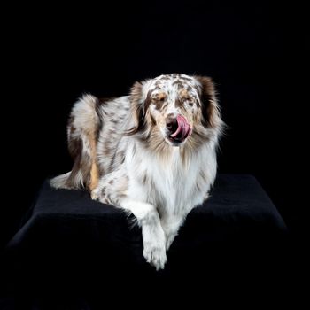 Australian Shepherd dog lying isolated in black background licking nose