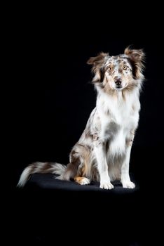 Australian Shepherd dog sitting isolated in black background