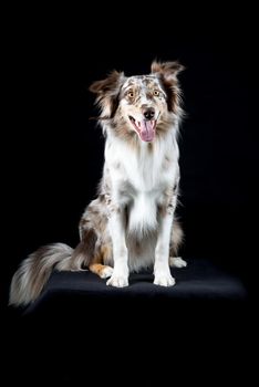 Australian Shepherd dog sitting isolated in black background