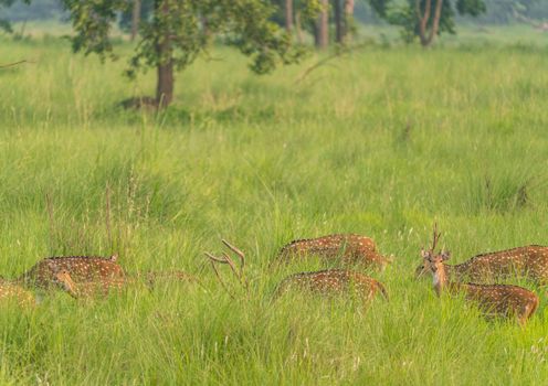 Sika or spotted deers herd in the elephant grass. Wildlife and animal photo. Japanese deer Cervus nippon