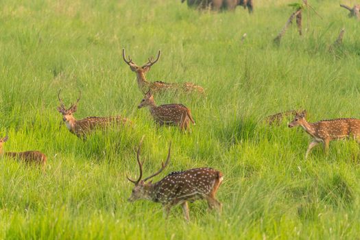 Sika or spotted deers herd in the elephant grass. Wildlife and animal photo. Japanese deer Cervus nippon