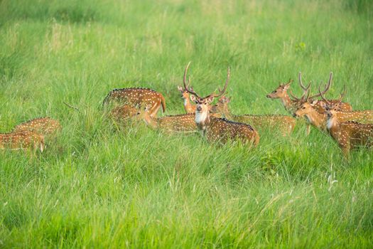 Sika or spotted deers herd in the elephant grass. Wildlife and animal photo. Japanese deer Cervus nippon