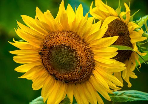 Sunflower and bees in the garden. Close-up and macro