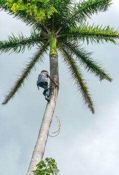 Adult male climbs tall coconut tree with rope to get coco nuts. Harvesting and farmer work in caribbean countries