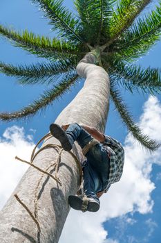 Adult male climbs tall coconut tree with rope to get coco nuts. Harvesting and farmer work in caribbean countries