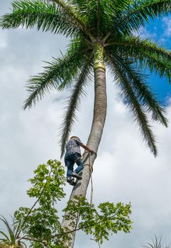 Adult male climbs tall coconut tree with rope to get coco nuts. Harvesting and farmer work in caribbean countries