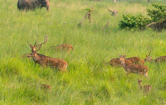 Sika or spotted deers herd in the elephant grass. Wildlife and animal photo. Japanese deer Cervus nippon