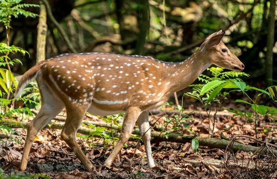 spotted or sika deer in the jungle. Wildlife and animal photo. Japanese or dappled deer