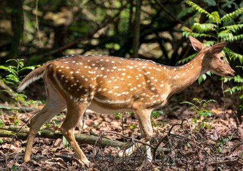 spotted or sika deer in the jungle. Wildlife and animal photo. Japanese or dappled deer