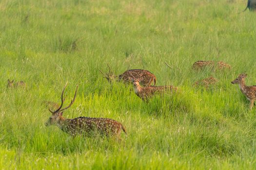 Sika or spotted deers herd in the elephant grass. Wildlife and animal photo. Japanese deer Cervus nippon