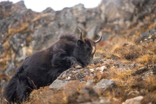 Yak or nak pasture on grass hills in Himalayas. Animals in Nepal