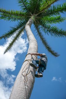 Adult male climbs tall coconut tree with rope to get coco nuts. Harvesting and farmer work in caribbean countries