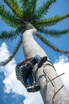 Adult male climbs tall coconut tree with rope to get coco nuts. Harvesting and farmer work in caribbean countries