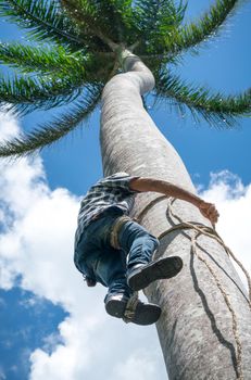 Adult male climbs tall coconut tree with rope to get coco nuts. Harvesting and farmer work in caribbean countries