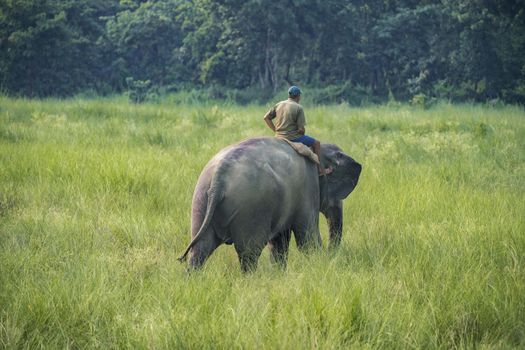 Mahout or elephant rider riding a female elephant. Wildlife and rural photo. Asian elephants as domestic animals