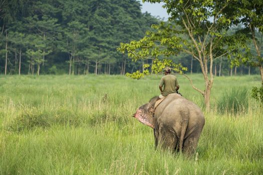 Mahout or elephant rider riding a female elephant. Wildlife and rural photo. Asian elephants as domestic animals