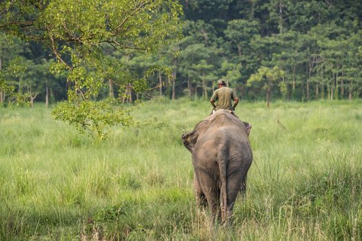 Mahout or elephant rider riding a female elephant. Wildlife and rural photo. Asian elephants as domestic animals