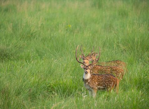 Sika or spotted deers herd in the elephant grass. Wildlife and animal photo. Japanese deer Cervus nippon