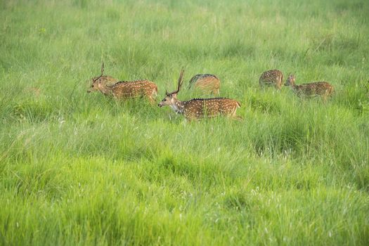 Sika or spotted deers herd in the elephant grass. Wildlife and animal photo. Japanese deer Cervus nippon