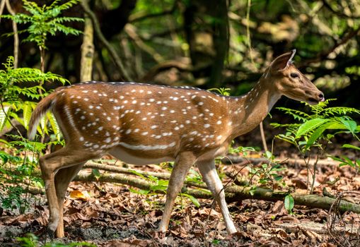 spotted or sika deer in the jungle. Wildlife and animal photo. Japanese or dappled deer