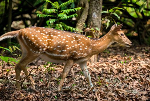 spotted or sika deer in the jungle. Wildlife and animal photo. Japanese or dappled deer