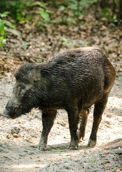 Wild boar male feeding in the jungle in Asia. Wildlife and animal photo