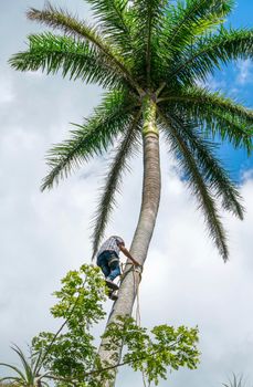 Adult male climbs tall coconut tree with rope to get coco nuts. Harvesting and farmer work in caribbean countries