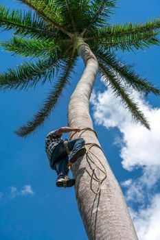 Adult male climbs tall coconut tree with rope to get coco nuts. Harvesting and farmer work in caribbean countries