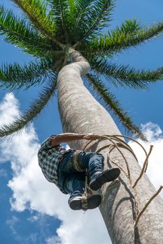 Adult male climbs tall coconut tree with rope to get coco nuts. Harvesting and farmer work in caribbean countries