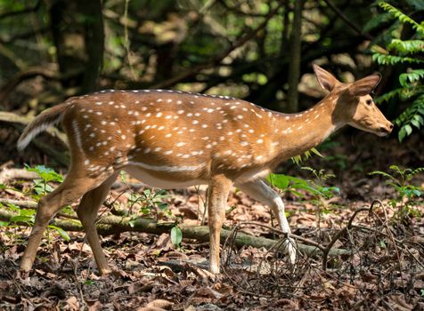 spotted or sika deer in the jungle. Wildlife and animal photo. Japanese or dappled deer