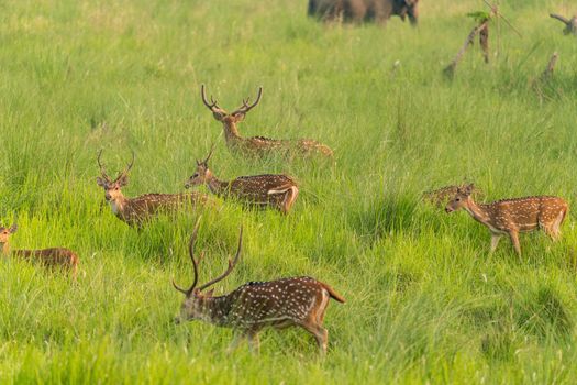 Sika or spotted deers herd in the elephant grass. Wildlife and animal photo. Japanese deer Cervus nippon