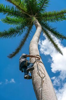 Adult male climbs tall coconut tree with rope to get coco nuts. Harvesting and farmer work in caribbean countries