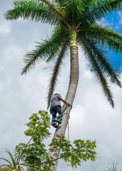 Adult male climbs tall coconut tree with rope to get coco nuts. Harvesting and farmer work in caribbean countries