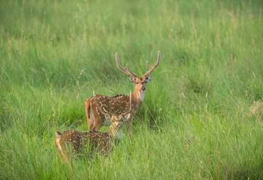 Sika or spotted deers herd in the elephant grass. Wildlife and animal photo. Japanese deer Cervus nippon