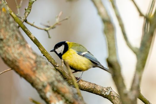 great tit or yellow-bellied tit close up bird portrait. Parus major, Birdwatching and wildlife photography