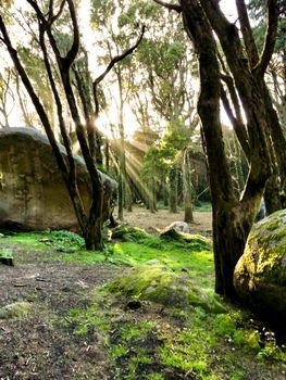 Beautiful leafy forest with colossal rock formations and majestic trees with soft sun rays in Sintra Mountains in Lisbon, Portugal
