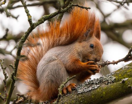 The red squirrel or Eurasian red squirrel Sciurus vulgaris eating nuts portrait. Animal and wildlife photo