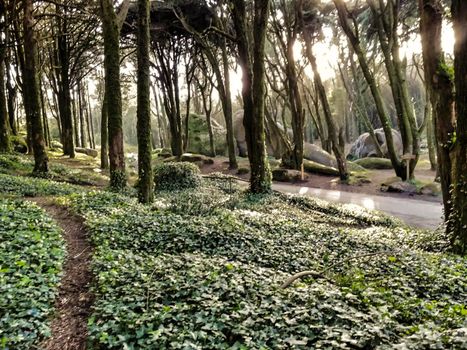Beautiful leafy forest with colossal trees and soft sun rays in Sintra Mountains in Lisbon, Portugal