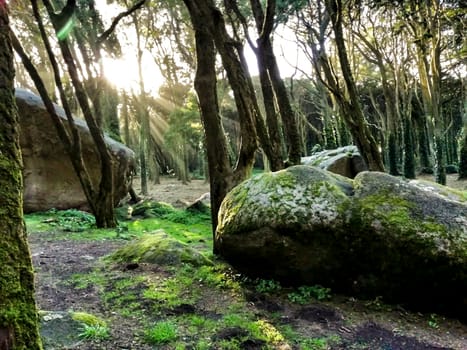 Beautiful leafy forest with colossal rock formations and majestic trees with soft sun rays in Sintra Mountains in Lisbon, Portugal