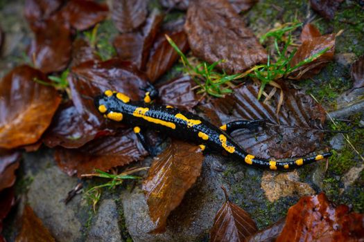 fire salamander or Salamandra salamandra the best-known salamander species in Europe. Close up portrait with shallow DOF and foliage leaves in the wild. Wildlife photography